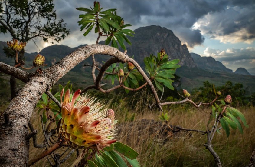 Chimanimani National Reserve, Manica Province, Mozambique